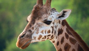 Safari Karibuni 9 Tage