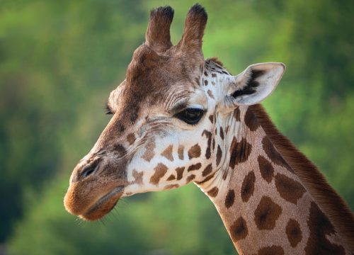 Safari Karibuni 9 Tage