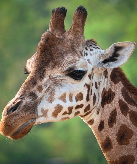 Safari Karibuni 9 Tage
