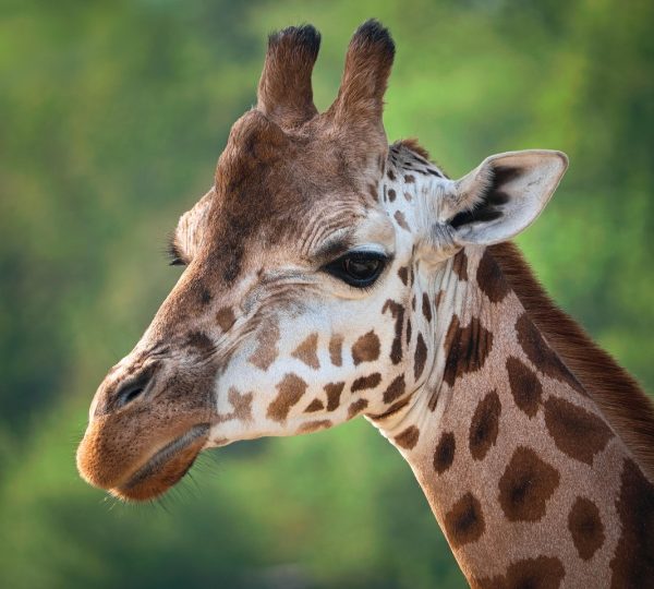 Safari und Sansibar