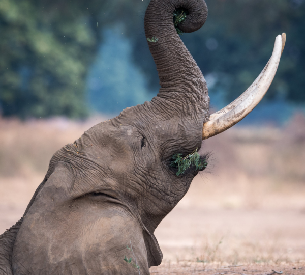 Elefant in Tansania