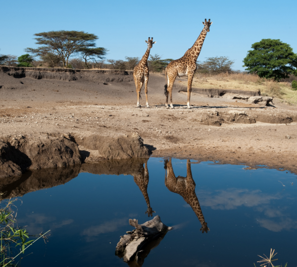 Giraffen in Tansania