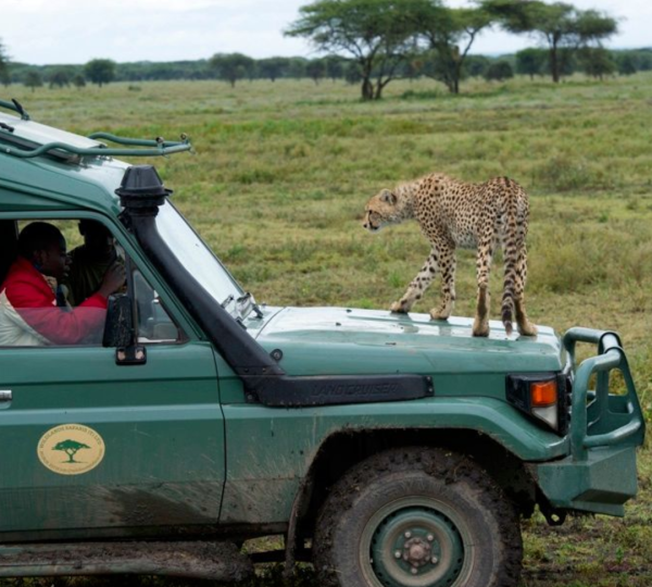 Safari in Tansania
