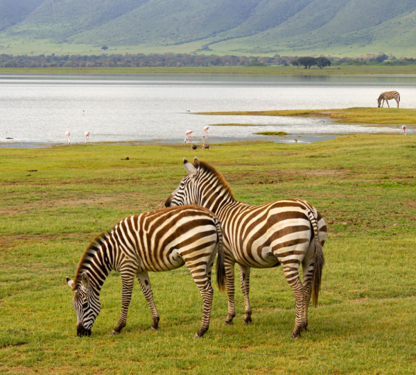 Zebras im Ngorongoro-Krater