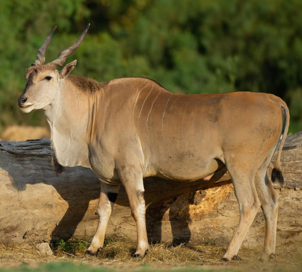 Eland Tarangire