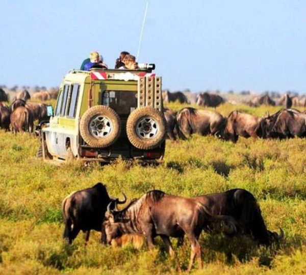 Manyara-Nationalpark Büffel