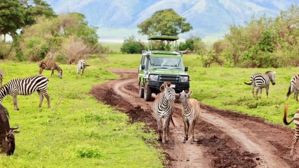 Zebra im Nationalpark Lake Manyara
Nationalpark Lake Manyara – Zebra
Ein Zebra im Nationalpark Lake Manyara, Tansania
