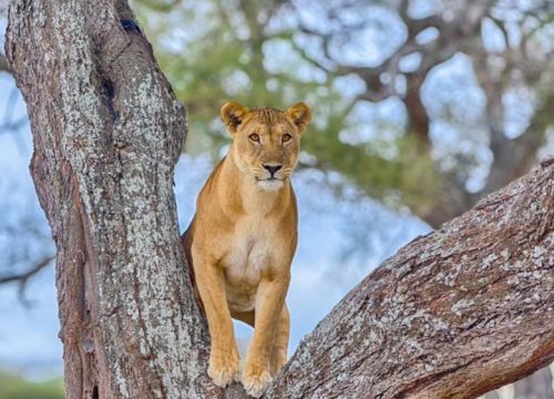 Safari Saadani 2 Tage
