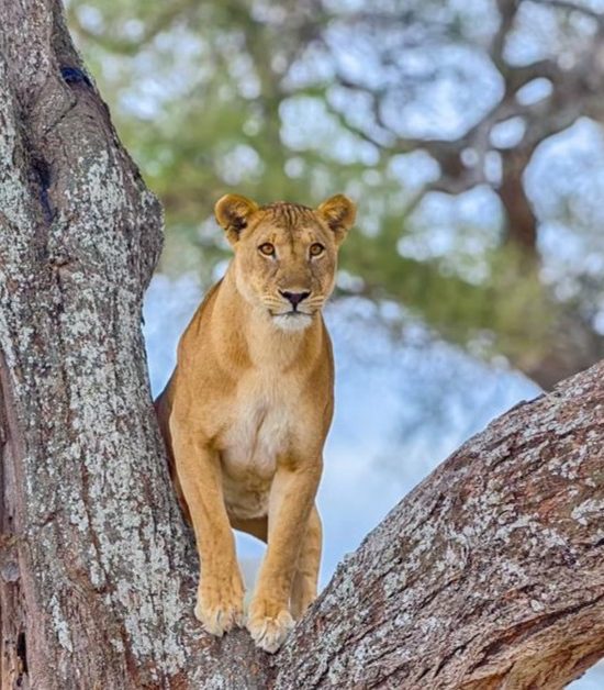 Safari Saadani 2 Tage